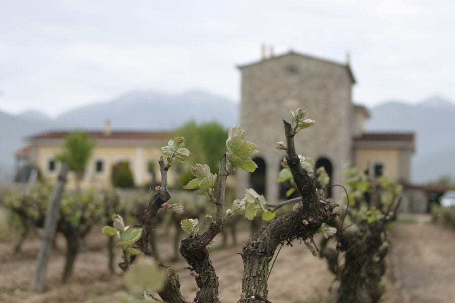 shoots of vine with Ktima Spiropoulos tower in the background